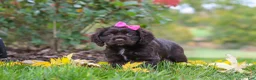 Cocker Spaniel dogs for sale: Autumn - Ad 3