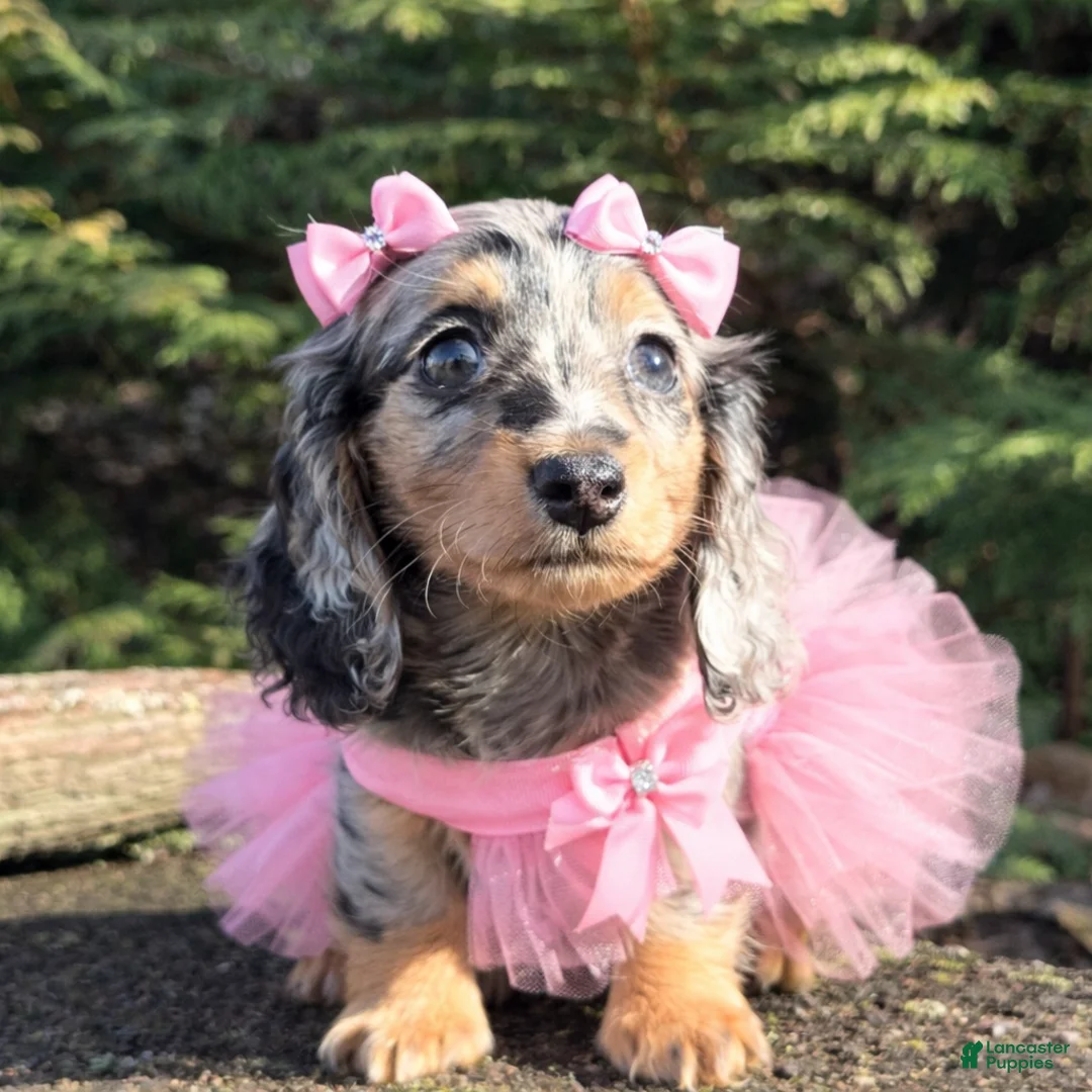 Miniature Dachshund dogs for sale: Iris - Ad 2