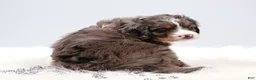 Mini Bernedoodle dogs for sale: Carter  - Ad 6
