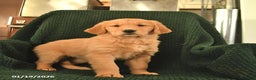 Golden Retriever dogs for sale: Rosemary  - Ad 1