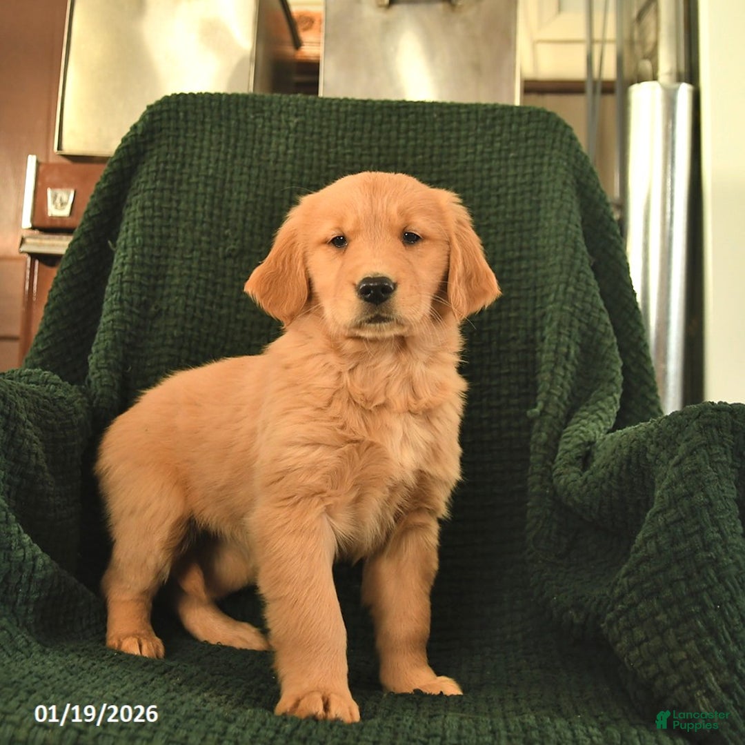 Golden Retriever dogs for sale: Rosemary  - Ad 1
