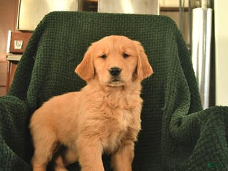 Golden Retriever dogs Rosemary - Ad 4