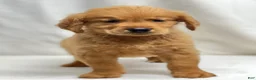 Golden Retriever dogs for sale: Golden Retriever 3 - Ad 1