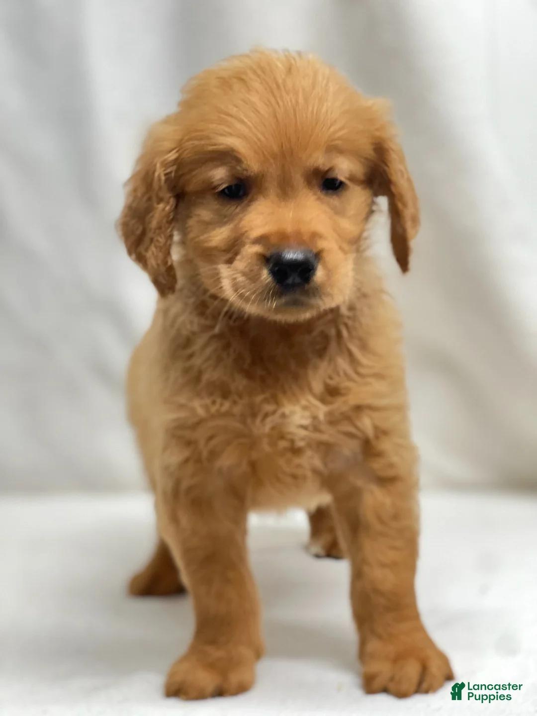 Golden Retriever dogs for sale: Golden Retriever 3 - Ad 1