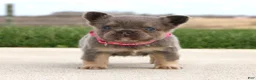 French Bulldog dogs for sale: Miss Tiny - Ad 4