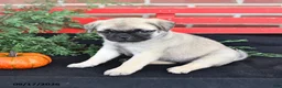 Mixed Breed dogs for sale: Lilac - Ad 4