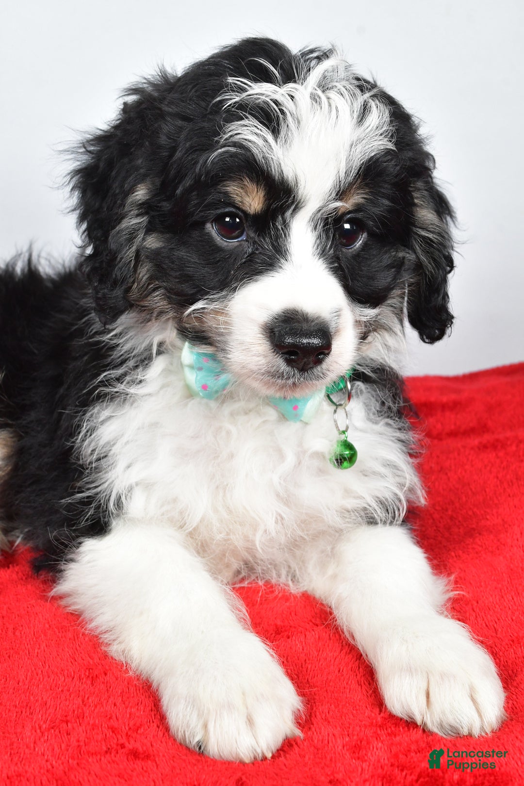 Mini Aussiedoodle dogs for sale: Lukas - Ad 5