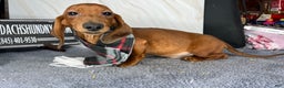 Miniature Dachshund dogs for sale: AKC am red ch - Ad 1