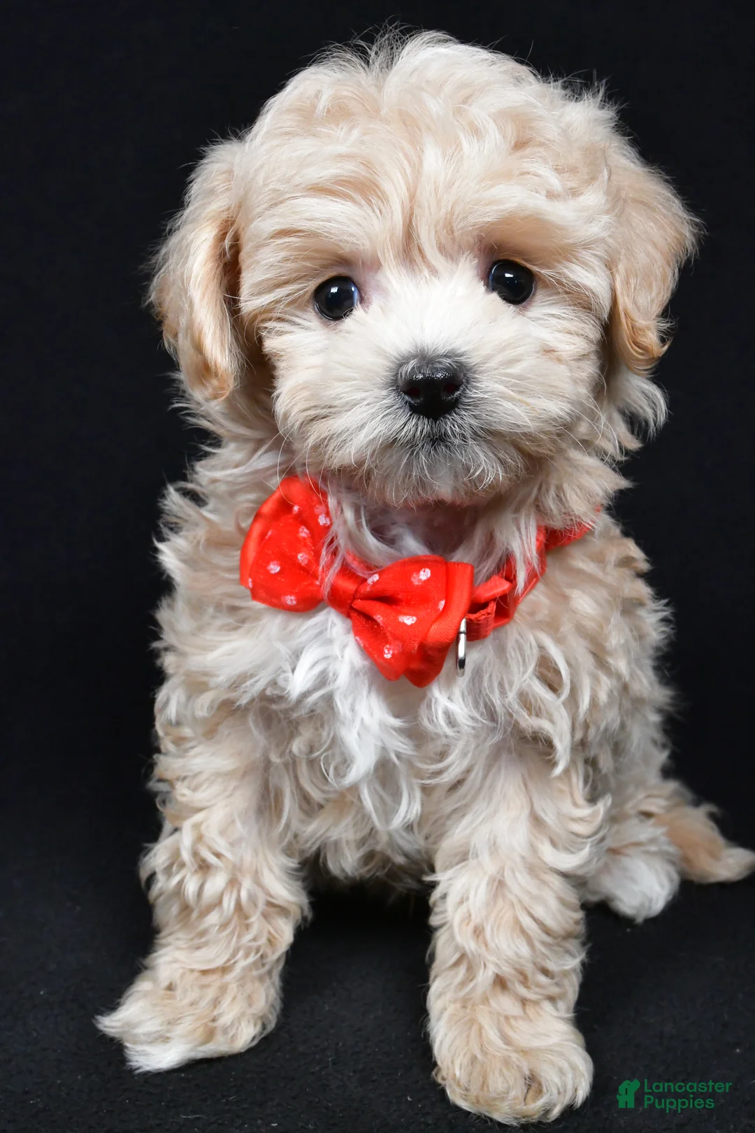 Maltipoo dogs for sale: Joey - Ad 8