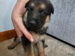 German Shepherd dogs German Shepherd Puppy 4 - Ad 21