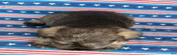Miniature Schnauzer dogs for sale: Kenneth Miniature Schnauzer  - Ad 6