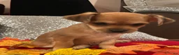 Mixed Breed dogs for sale: Mixed Breed 2 - Ad 4