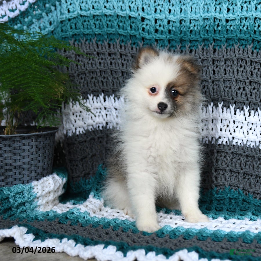 Pomeranian dogs Rascal - Ad 1