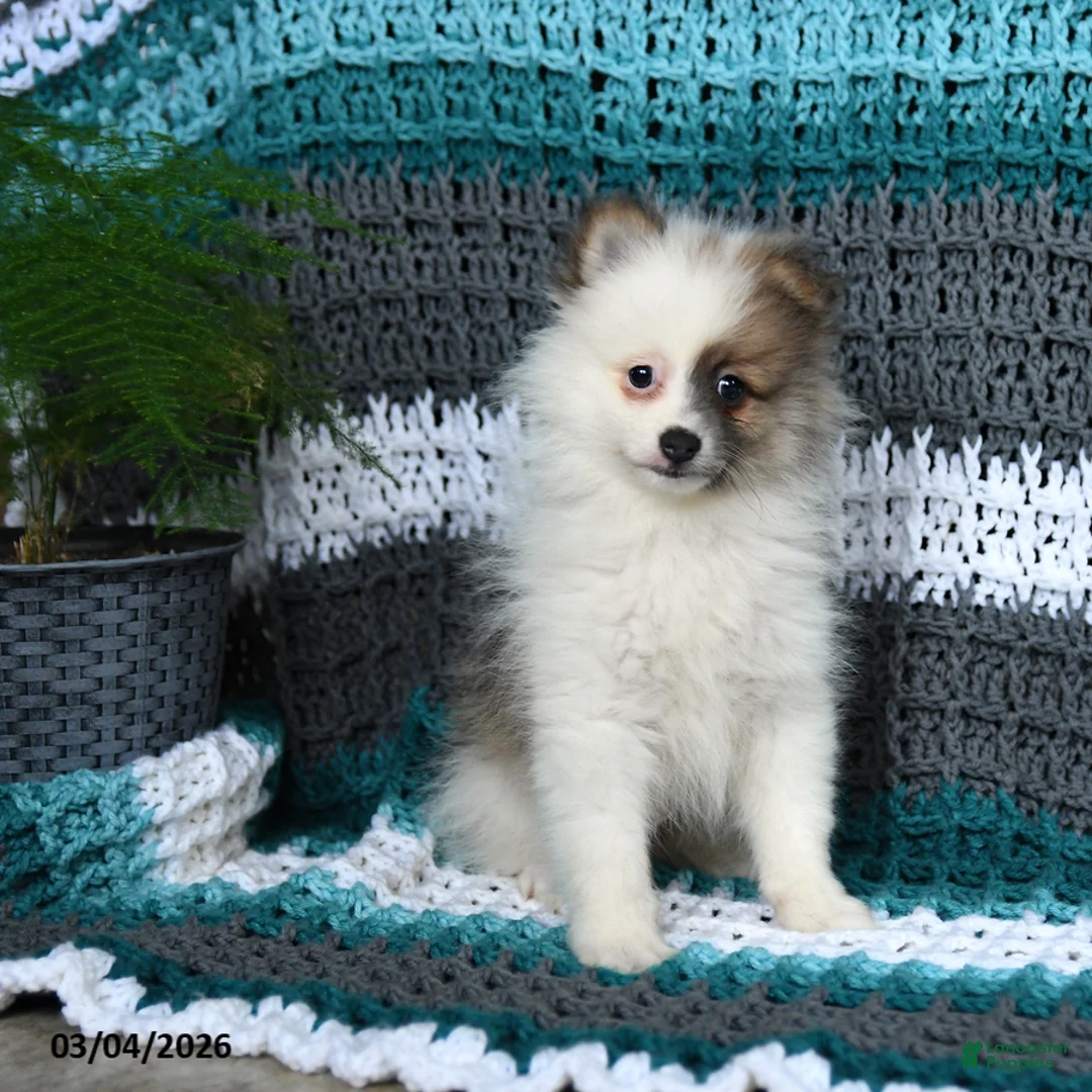 Pomeranian dogs for sale: Rascal - Ad 1