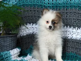 Pomeranian dogs for sale: Rascal - Ad 3
