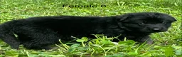 German Shepherd dogs for sale: German Shepherd 6 - Ad 5