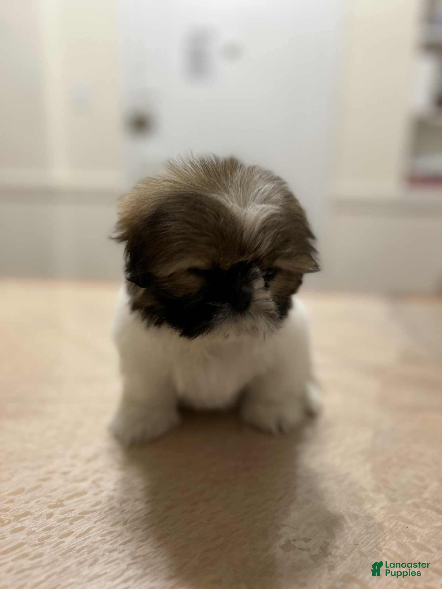 Shih Tzu dogs Sophie - Ad 23