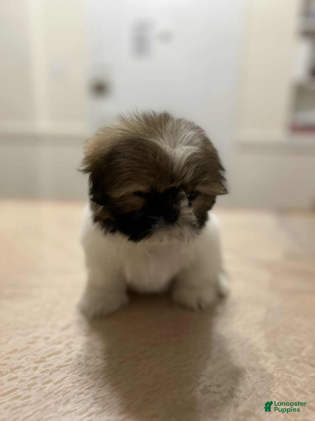 Shih Tzu dogs for sale: Sophie - Ad 1