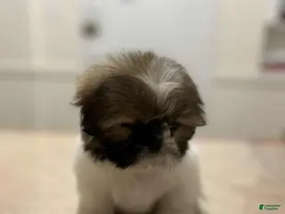 Shih Tzu dogs Sophie - Ad 23