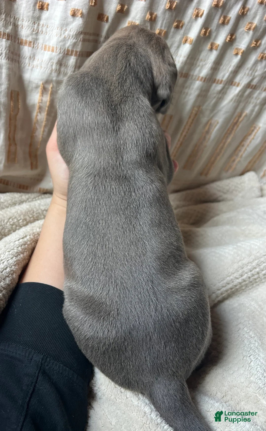 Great Dane dogs for sale: Francesca  - Ad 2