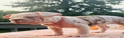 French Bulldog dogs for sale: Winter  - Ad 7