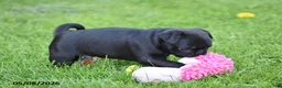 Pug dogs for sale: Trooper - Ad 4