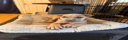 Cane Corso dogs for sale: Cane Corso 3 - Ad 6