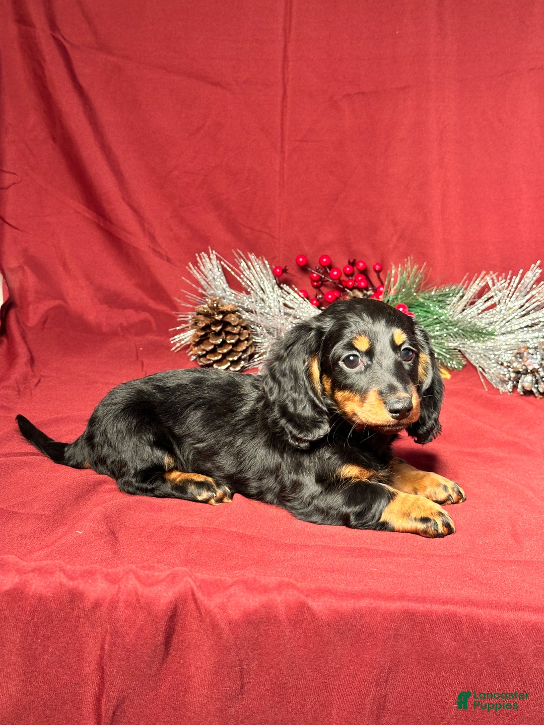 Miniature Dachshund dogs for sale: Lexi - Ad 3