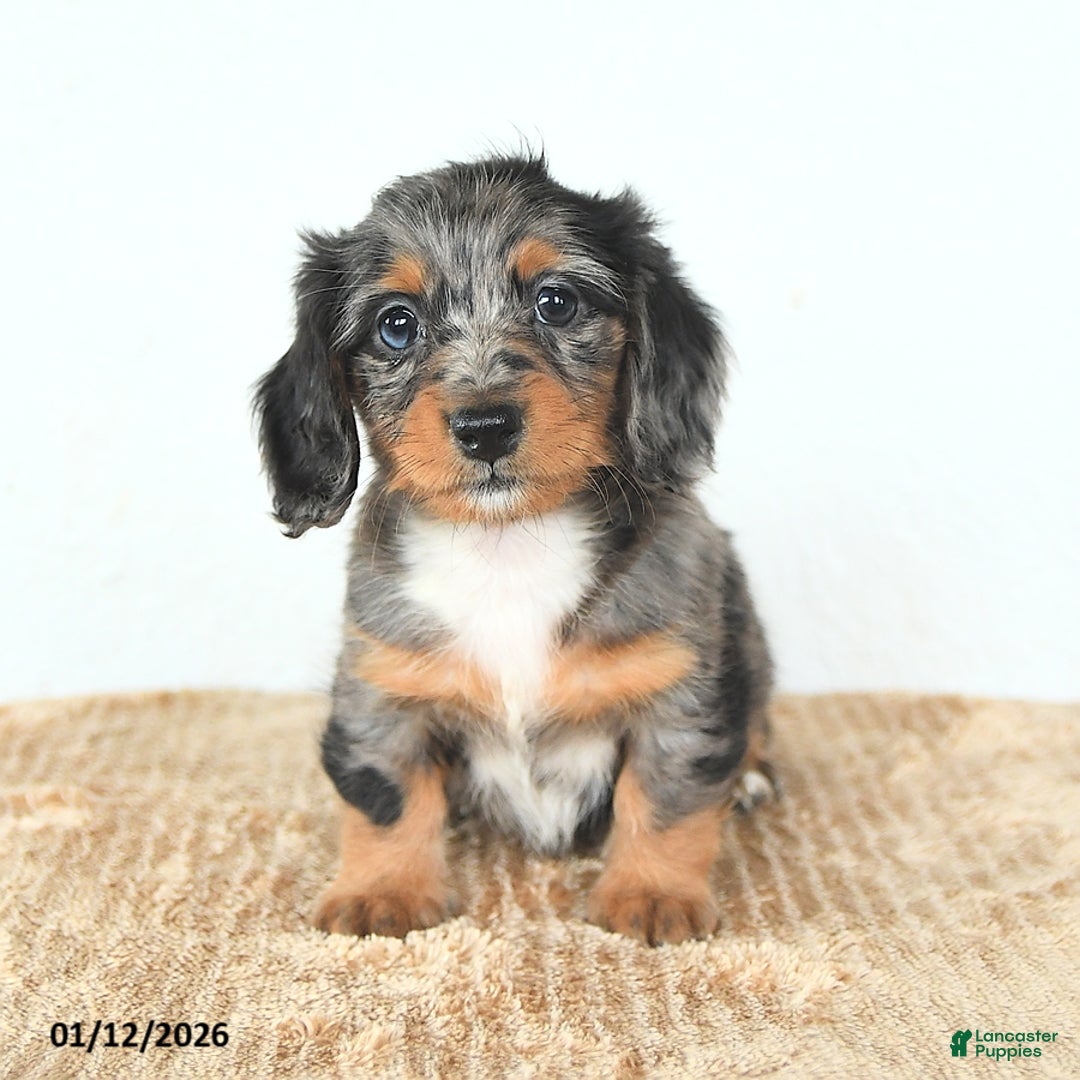 Miniature Dachshund dogs for sale: Dolly - Ad 4