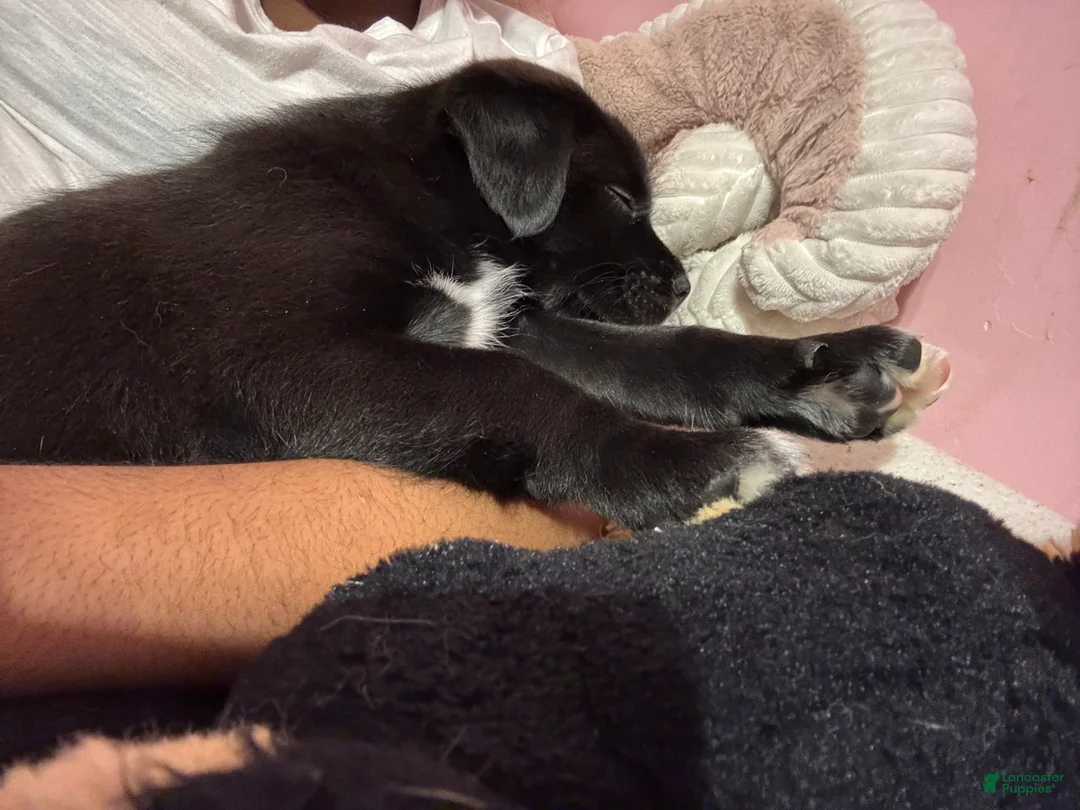 Mixed Breed dogs for sale: Mixed Breed 2 - Ad 1