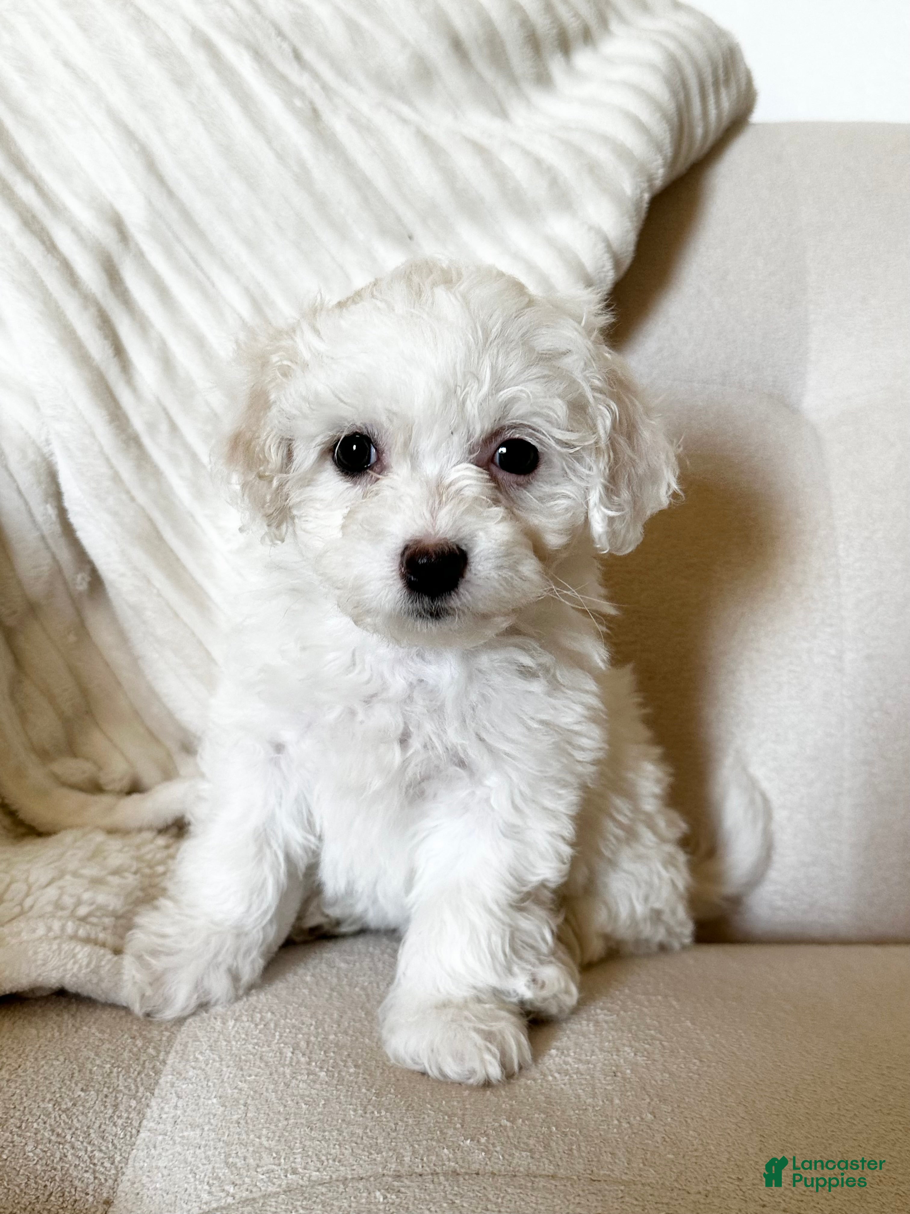 Mixed Breed dogs Rosey - Ad 25