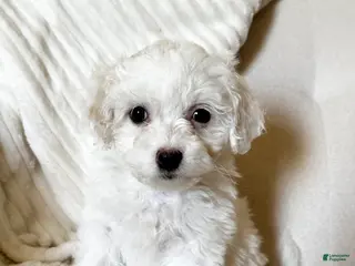 Mixed Breed dogs Rosey - Ad 25