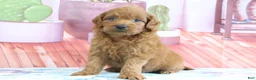Mini Goldendoodle dogs for sale: Phoenix - Ad 4