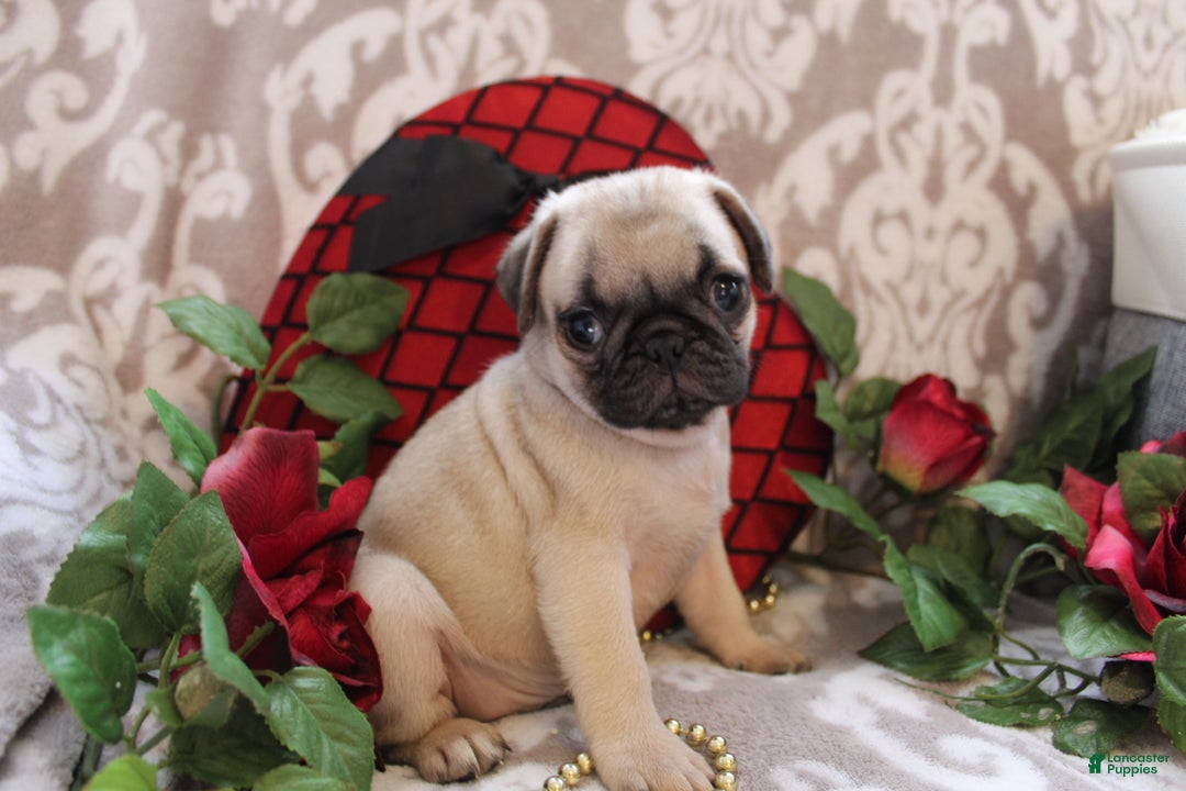 Pug dogs for sale: Clint - Ad 10