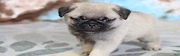 Pug dogs for sale: Monty - Ad 3