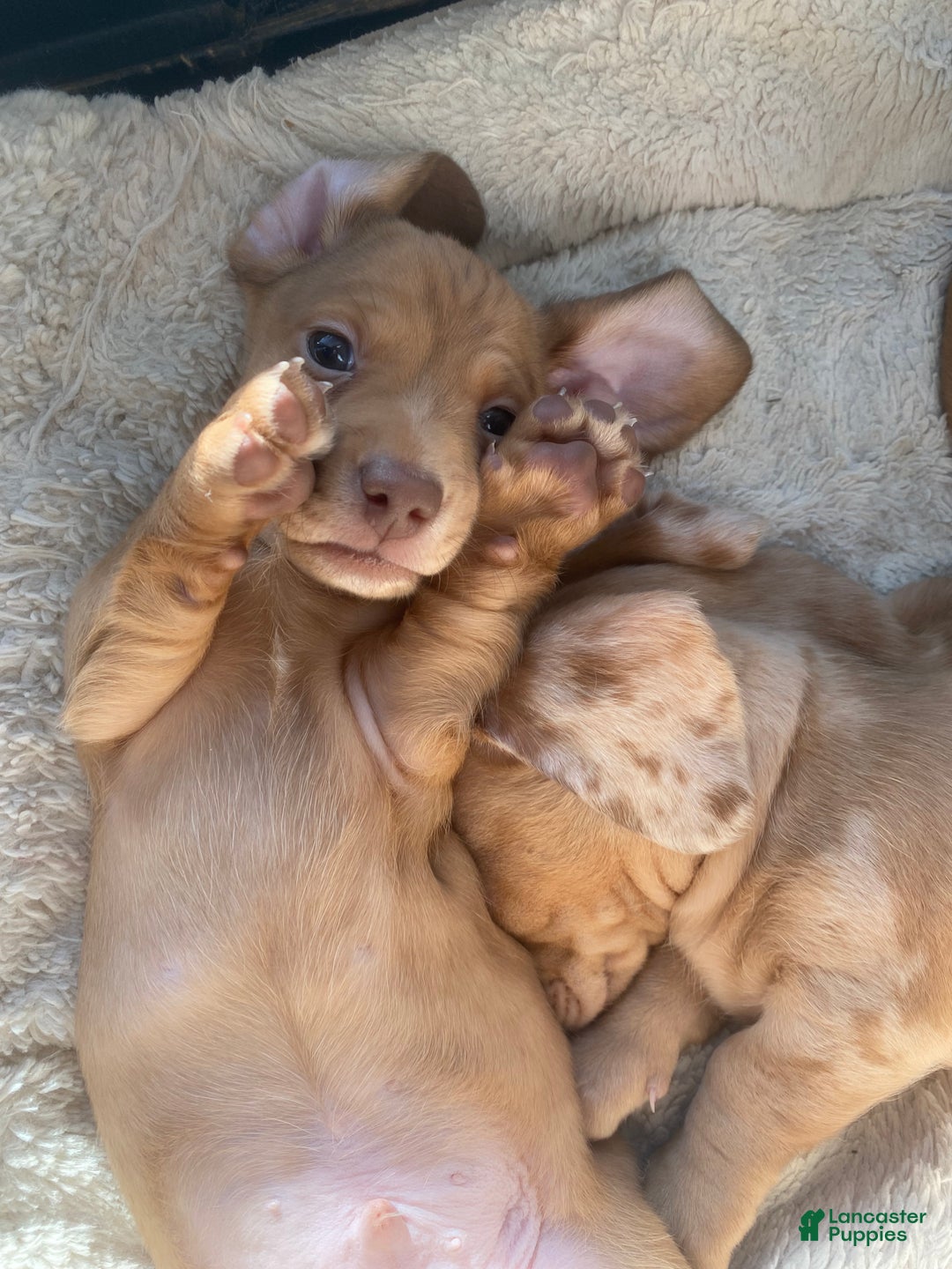 Miniature Dachshund dogs for sale: Daniel Strawberry Blonde Dachshund  - Ad 6