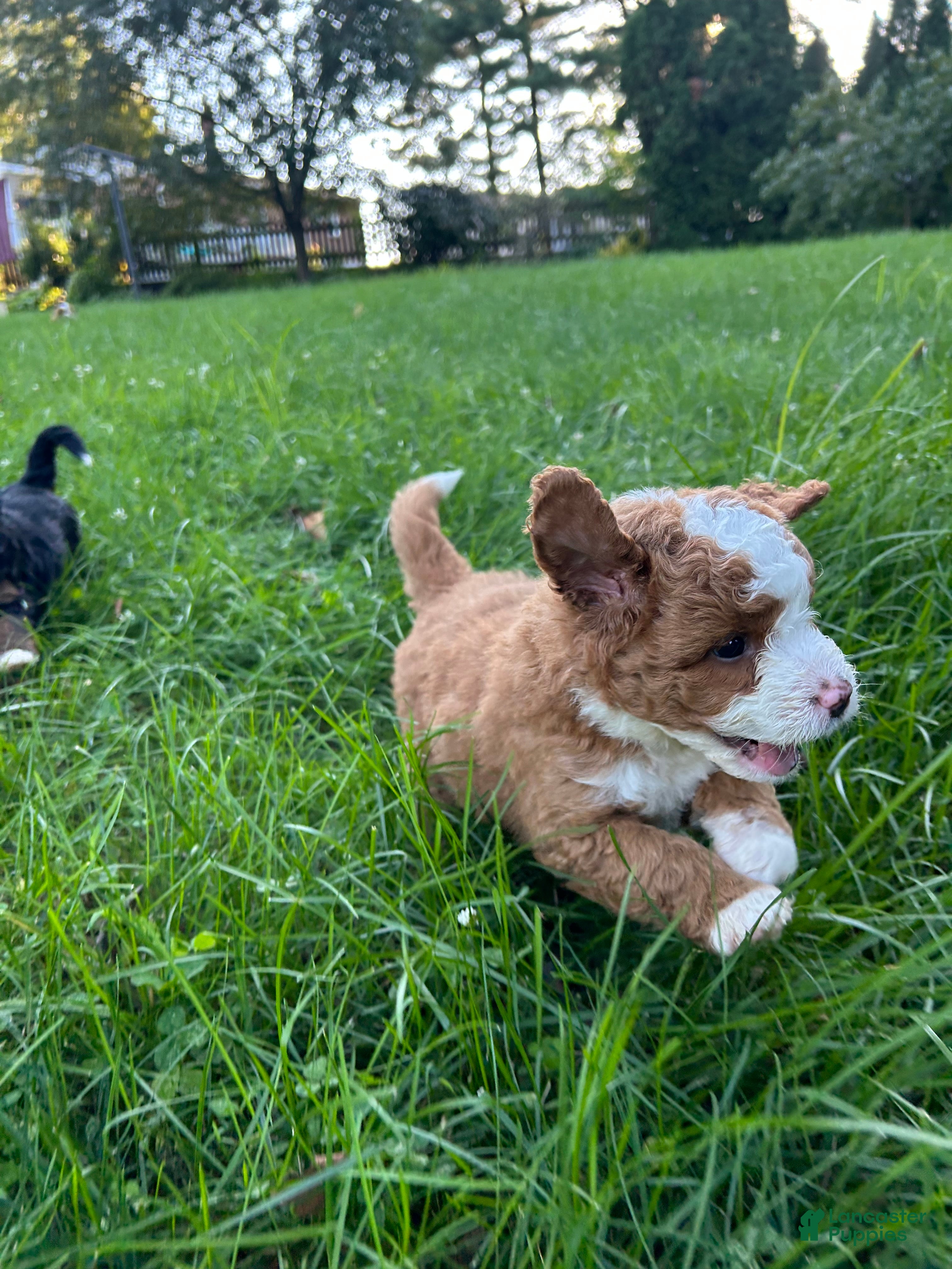 Mini Bernedoodle dogs  Sophie - Ad 1