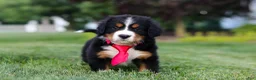 Bernese Mountain Dog dogs for sale: Prince - Ad 6