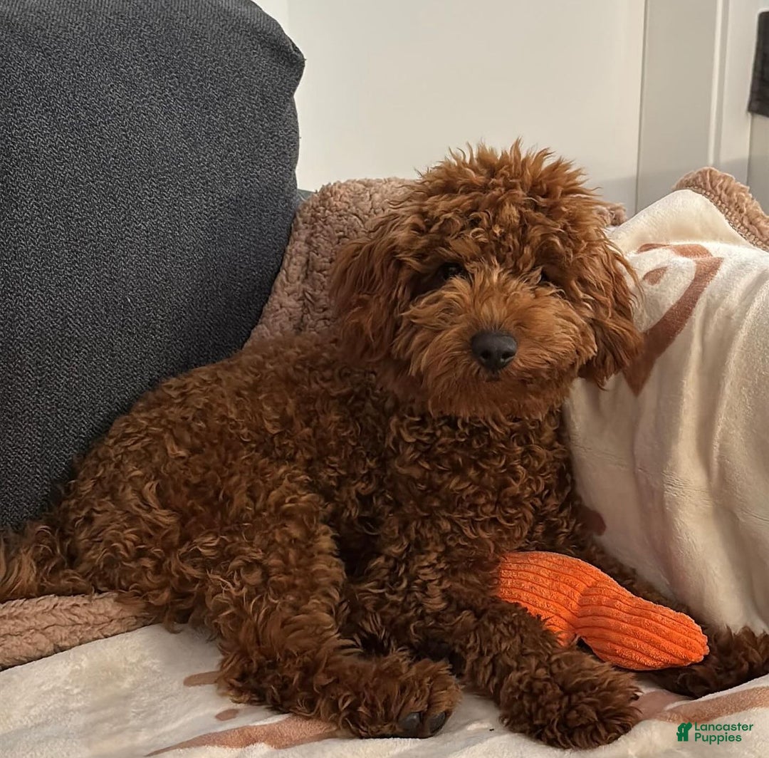 Mini Goldendoodle dogs for sale: Mini Goldendoodle Puppy 2 - Ad 5