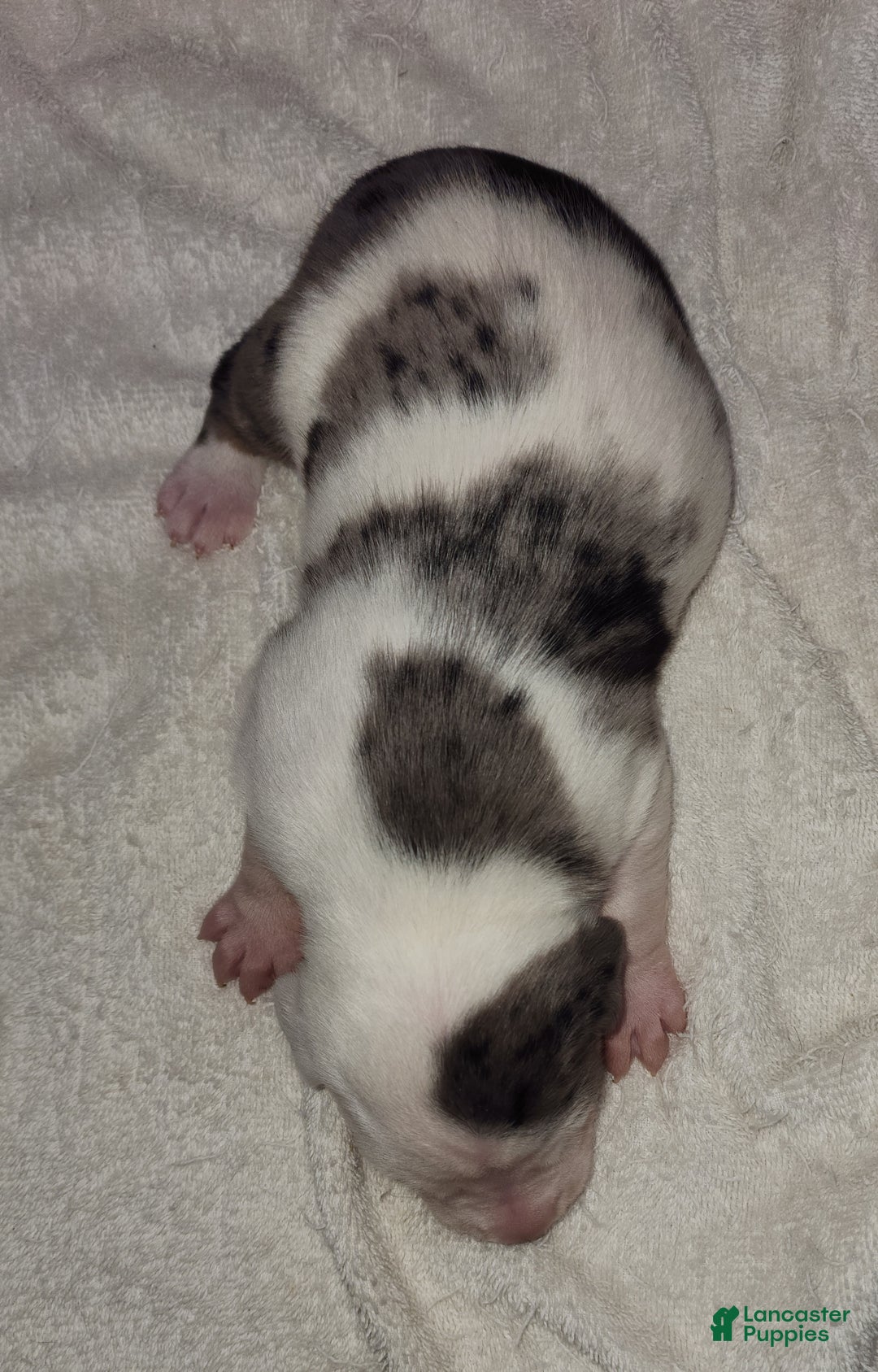 Catahoula Leopard Dog dogs for sale: Gabby F2025 M1 - Ad 2