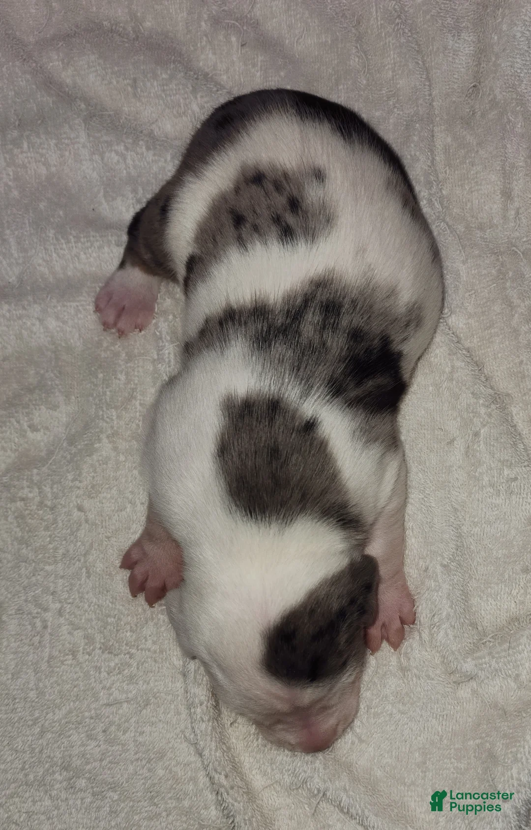 Catahoula Leopard Dog dogs for sale: Gabby F2025 M1 - Ad 3