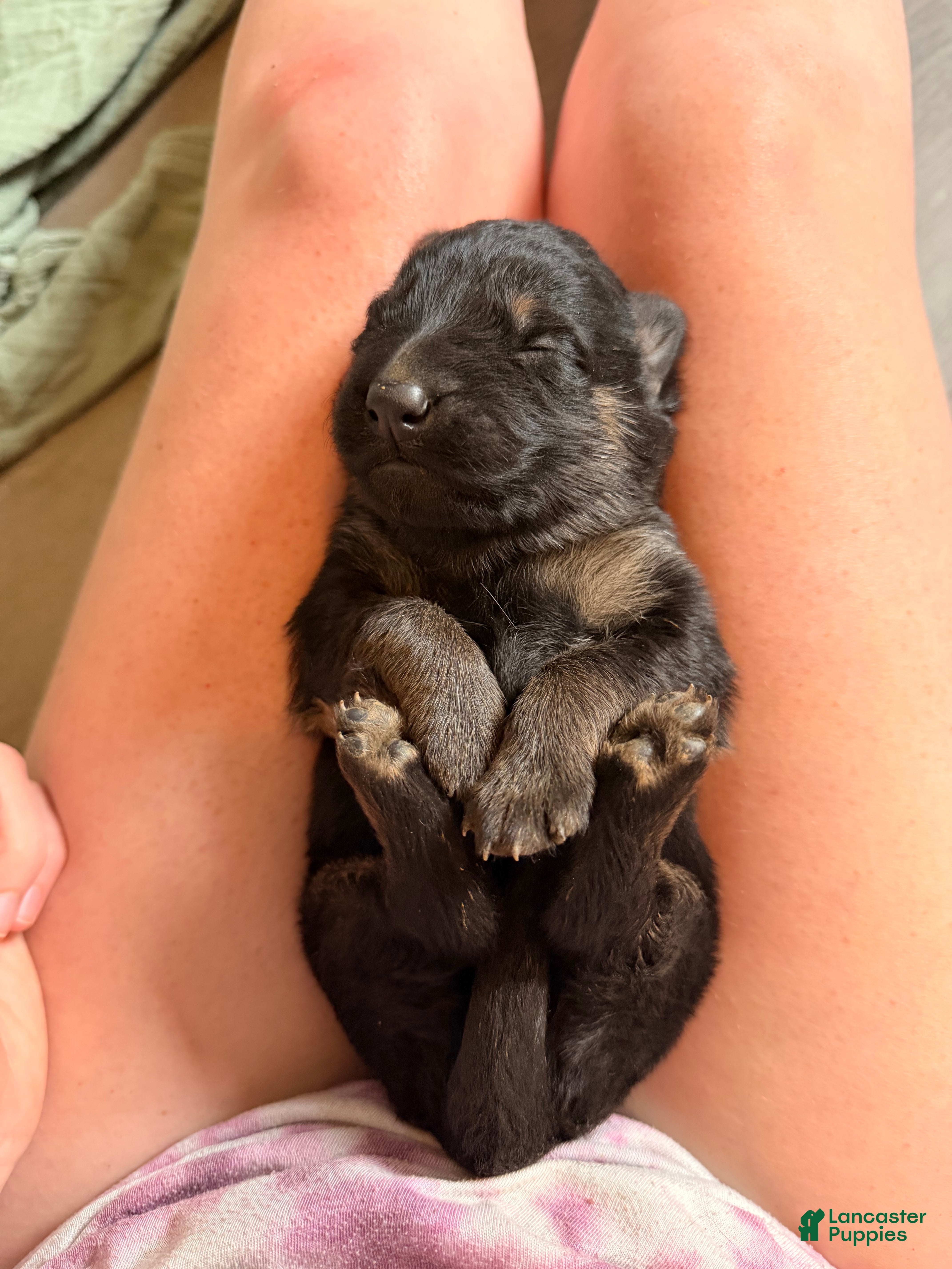 German Shepherd dogs German Shepherd Puppy 4- Pink Female - Ad 22