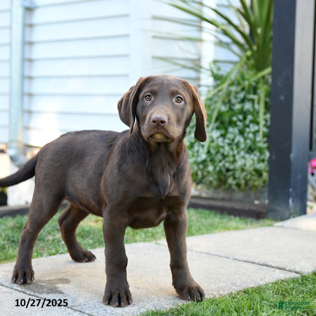 Labrador Retriever dogs for sale: Lemon - Ad 2