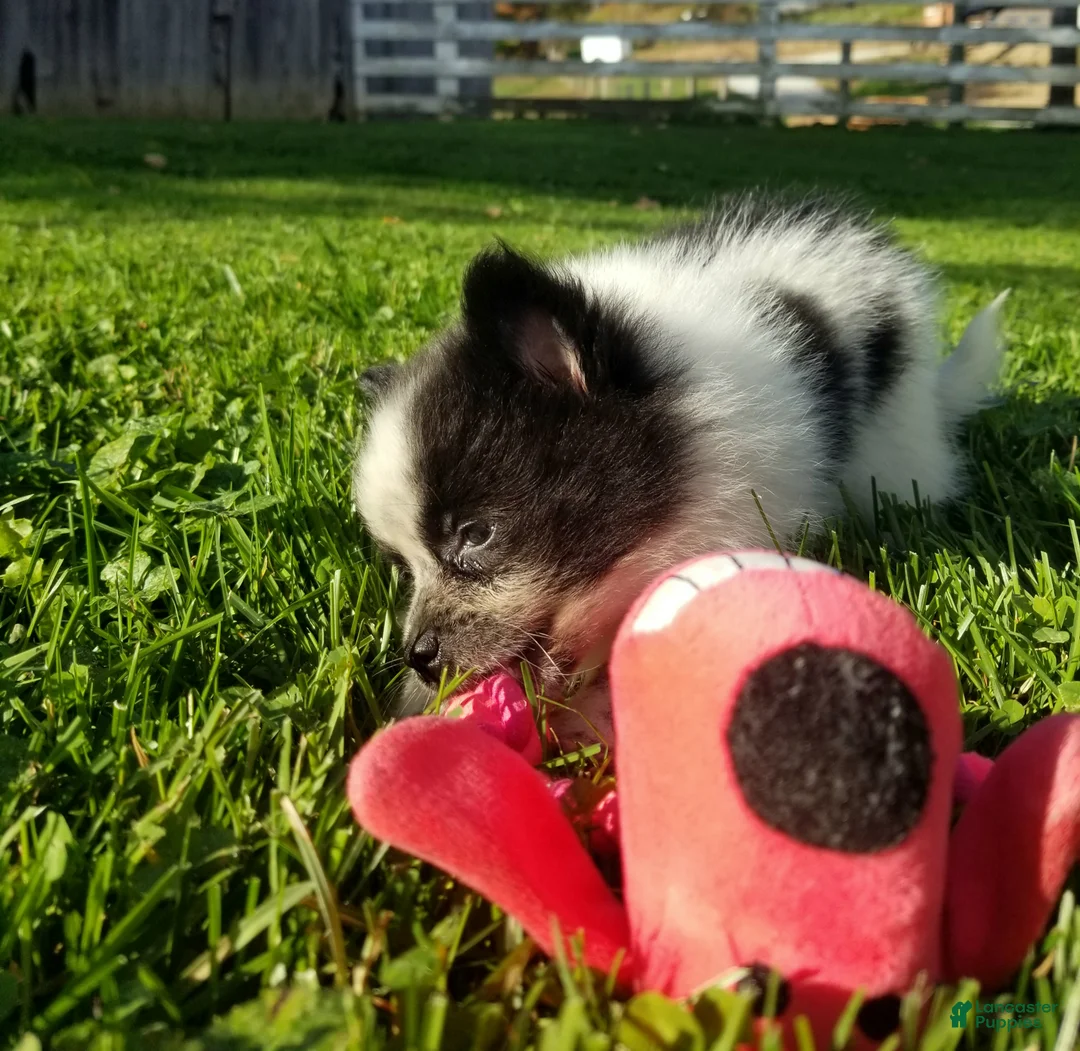 Pomeranian dogs for sale: Zoey  - Ad 3