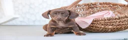 Dachshund dogs for sale: Americano - Ad 3