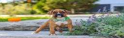 Boxer dogs for sale: Max - Ad 7