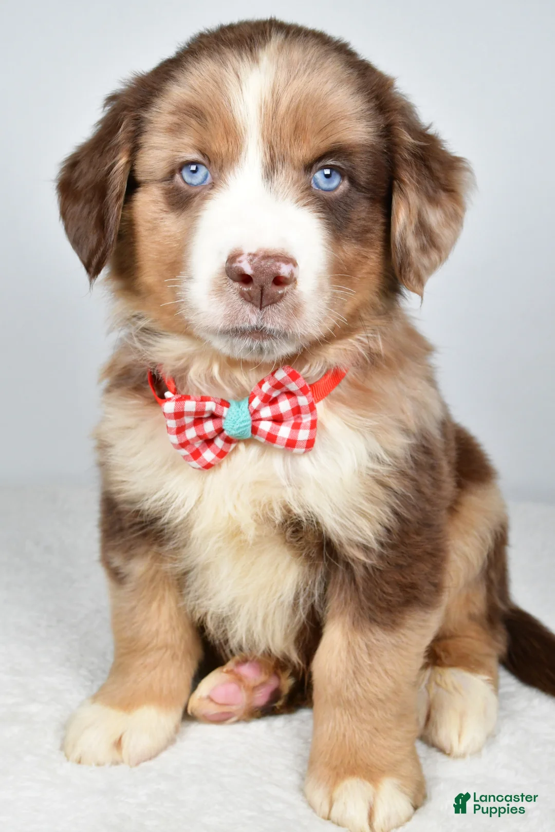 Miniature Australian Shepherd dogs for sale: Flynn - Ad 1