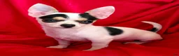 Chihuahua dogs for sale: Spicy - Ad 4