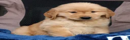 Golden Retriever dogs for sale: Theo - Ad 6