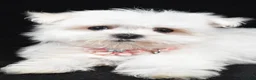 Maltese dogs for sale: Hope - Ad 4